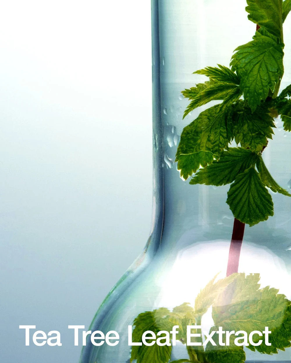 Anua - BHA 2% Gentle Exfoliating Toner