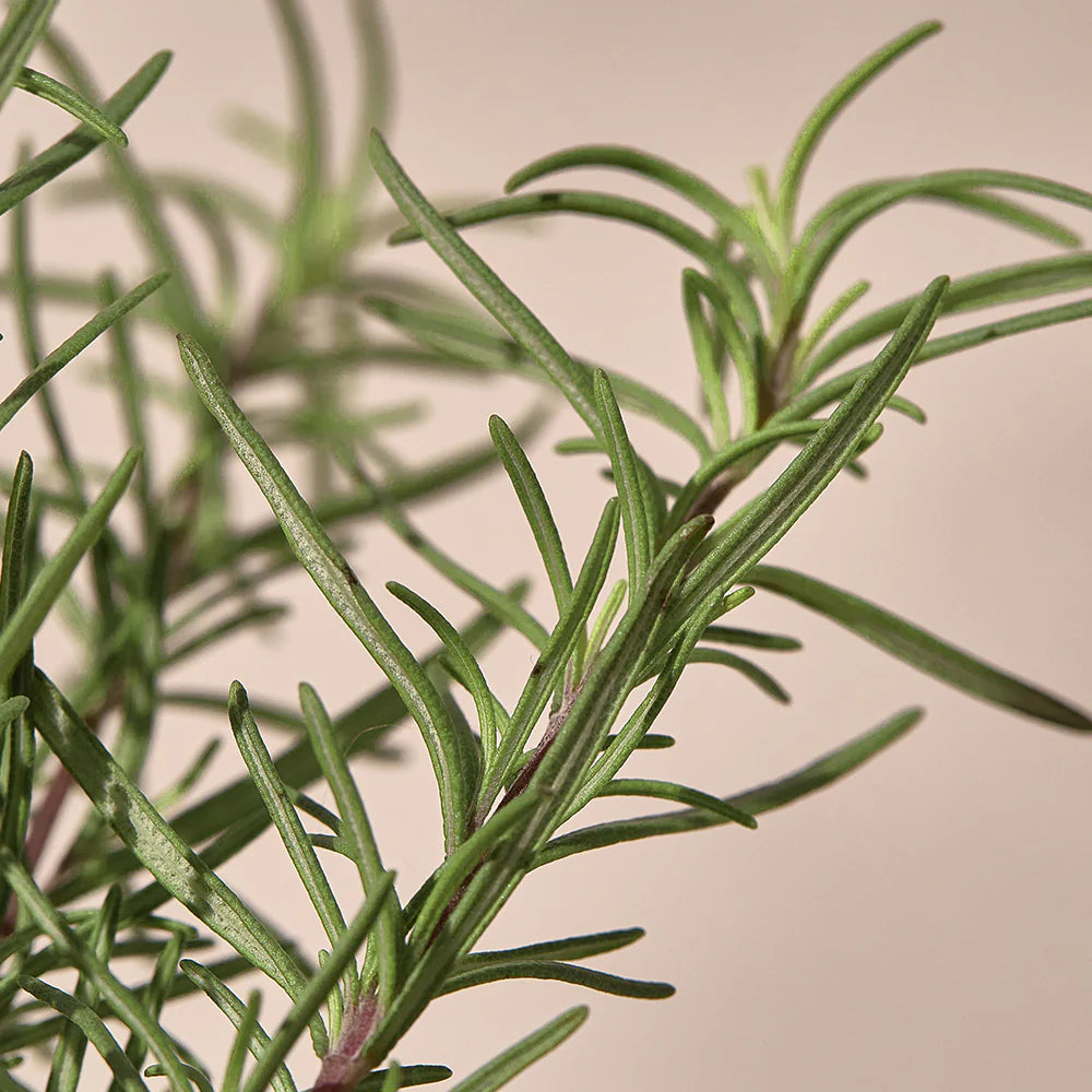 KAINE - Rosemary Relief Gel Cleanser