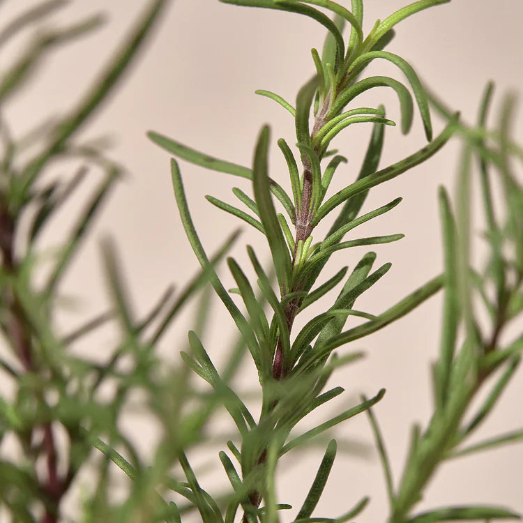KAINE - Rosemary AHA Night Serum